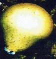 /album/photo-gallery-homepage4/pear-shaped-puffball-jpg1/